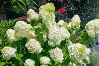 Hydrangea paniculata Magical® Mont Blanc 30- 40 cm