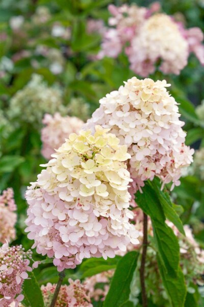 Hydrangea paniculata Magical® Sweet Summer 60-  80 cm