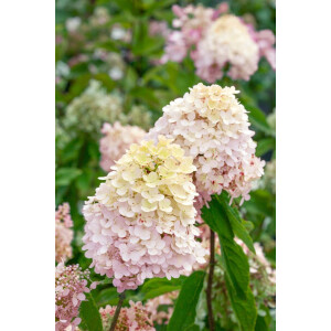 Hydrangea paniculata Magical® Sweet Summer 60-  80 cm