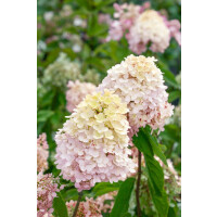 Hydrangea paniculata Magical® Sweet Summer 60-  80 cm