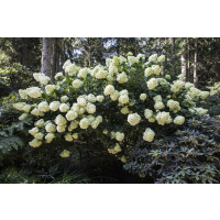Hydrangea paniculata Phantom 3L 40-  60
