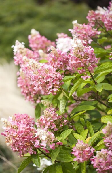 Hydrangea paniculata Pinky Winky  -R- 40- 60 cm