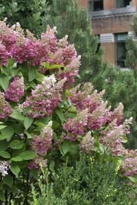 Hydrangea paniculata Pinky Winky  -R- 40- 60 cm