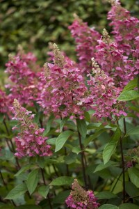 Hydrangea paniculata Pinky Winky  -R- 40- 60 cm