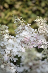 Hydrangea paniculata Pinky Winky  -R- 40- 60 cm