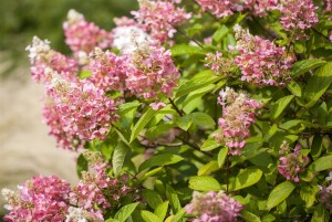 Hydrangea paniculata Pinky Winky  -R- 40- 60 cm