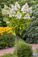 Hydrangea paniculata Pinky Winky  -R- 40- 60 cm