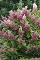 Hydrangea paniculata Pinky Winky  -R- 40- 60 cm