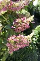 Hydrangea paniculata Pinky Winky  -R- 40- 60 cm