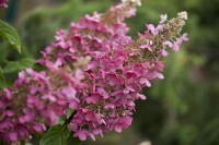 Hydrangea paniculata Pinky Winky  -R- 40- 60 cm