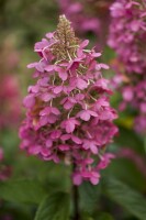 Hydrangea paniculata Pinky Winky  -R- 40- 60 cm