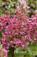 Hydrangea paniculata Pinky Winky  -R- 40- 60 cm