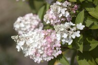 Hydrangea paniculata Pinky Winky  -R- 40- 60 cm