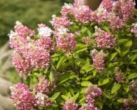 Hydrangea paniculata Pinky Winky  -R- 40- 60 cm