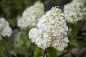 Hydrangea paniculata Polarbear 60- 80 cm