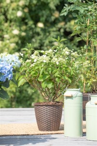 Hydrangea paniculata Prim White  -R- 40- 60 cm