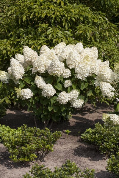 Hydrangea paniculata Silver Dollar 60- 80 cm