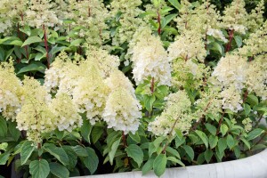 Hydrangea paniculata Silver Dollar 60- 80 cm