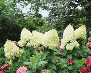 Hydrangea paniculata Silver Dollar 60- 80 cm