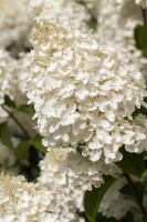 Hydrangea paniculata Silver Dollar 60- 80 cm