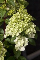 Hydrangea paniculata Silver Dollar 60- 80 cm