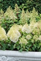 Hydrangea paniculata Silver Dollar 60- 80 cm