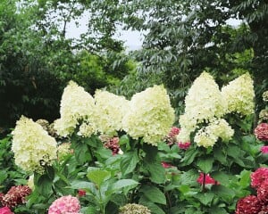 Hydrangea paniculata Silver Dollar 5L 40-  60