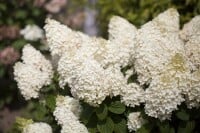 Hydrangea paniculata Silver Dollar 5L 40-  60