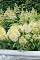 Hydrangea paniculata Silver Dollar 5L 40-  60