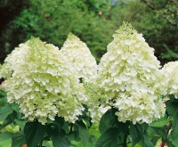 Hydrangea paniculata Silver Dollar 5L 40-  60