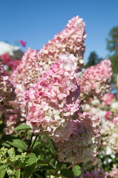 Hydrangea paniculata Sundae Fraise  -R- 60-  80 cm