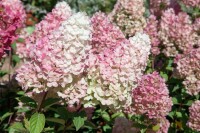 Hydrangea paniculata Sundae Fraise  -R- 60-  80 cm