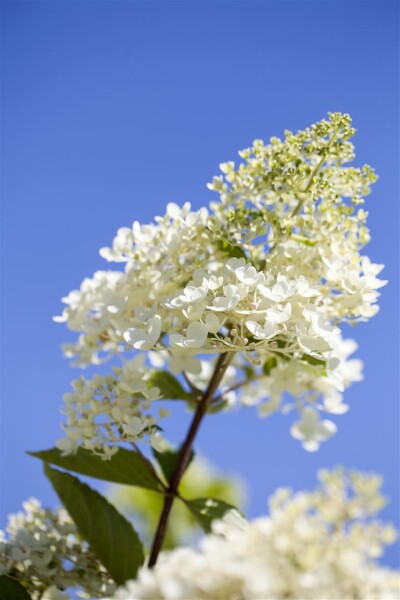 Hydrangea paniculata Tardiva 3 L 40-  60