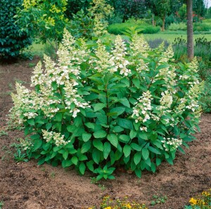 Hydrangea paniculata Tardiva 3 L 40-  60