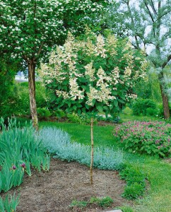 Hydrangea paniculata Tardiva 3 L 40-  60