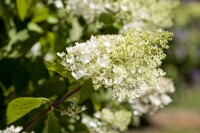 Hydrangea paniculata Tardiva 3 L 40-  60