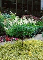 Hydrangea paniculata Tardiva 3 L 40-  60