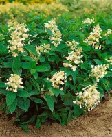 Hydrangea paniculata Tardiva 3 L 40-  60