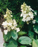 Hydrangea paniculata Tardiva 3 L 40-  60