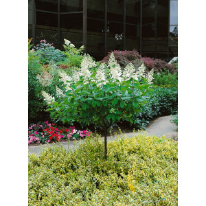 Hydrangea paniculata Tardiva 80- 100 cm