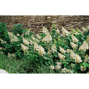 Hydrangea paniculata Unique 3 L 40-  60