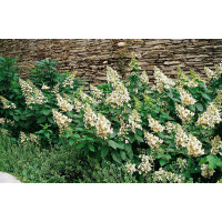 Hydrangea paniculata Unique 3 L 40-  60