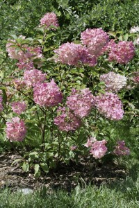 Hydrangea paniculata Vanille-Fraise  -R- 40- 60 cm