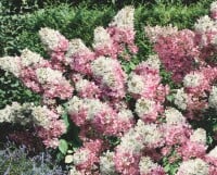 Hydrangea paniculata Vanille-Fraise  -R- 40- 60 cm