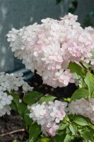 Hydrangea paniculata Vanille-Fraise  -R- 40- 60 cm