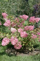 Hydrangea paniculata Vanille-Fraise  -R- 40- 60 cm