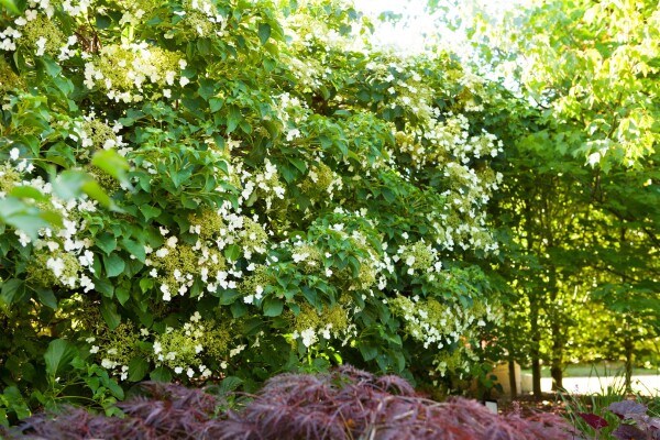 Hydrangea petiolaris 40- 60 cm