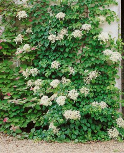 Hydrangea petiolaris 40- 60 cm