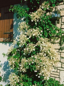 Hydrangea petiolaris 40- 60 cm