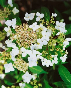 Hydrangea petiolaris 40- 60 cm